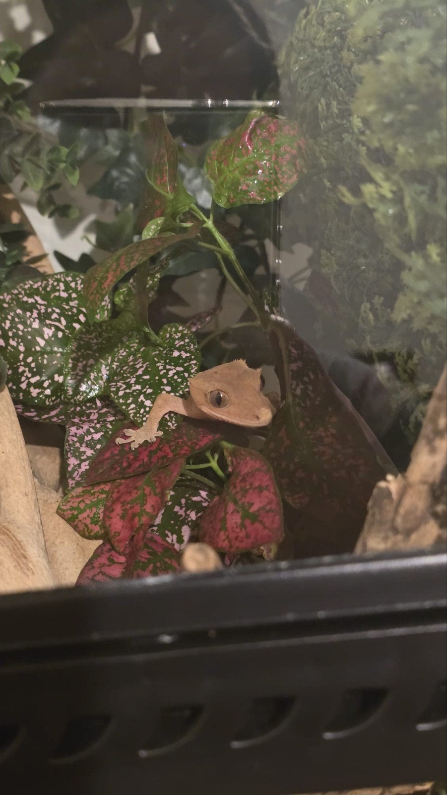 Crested Gecko (Wimpergecko) Female 1.5 Years + Full Terrariu, 0 tot 2 jaar