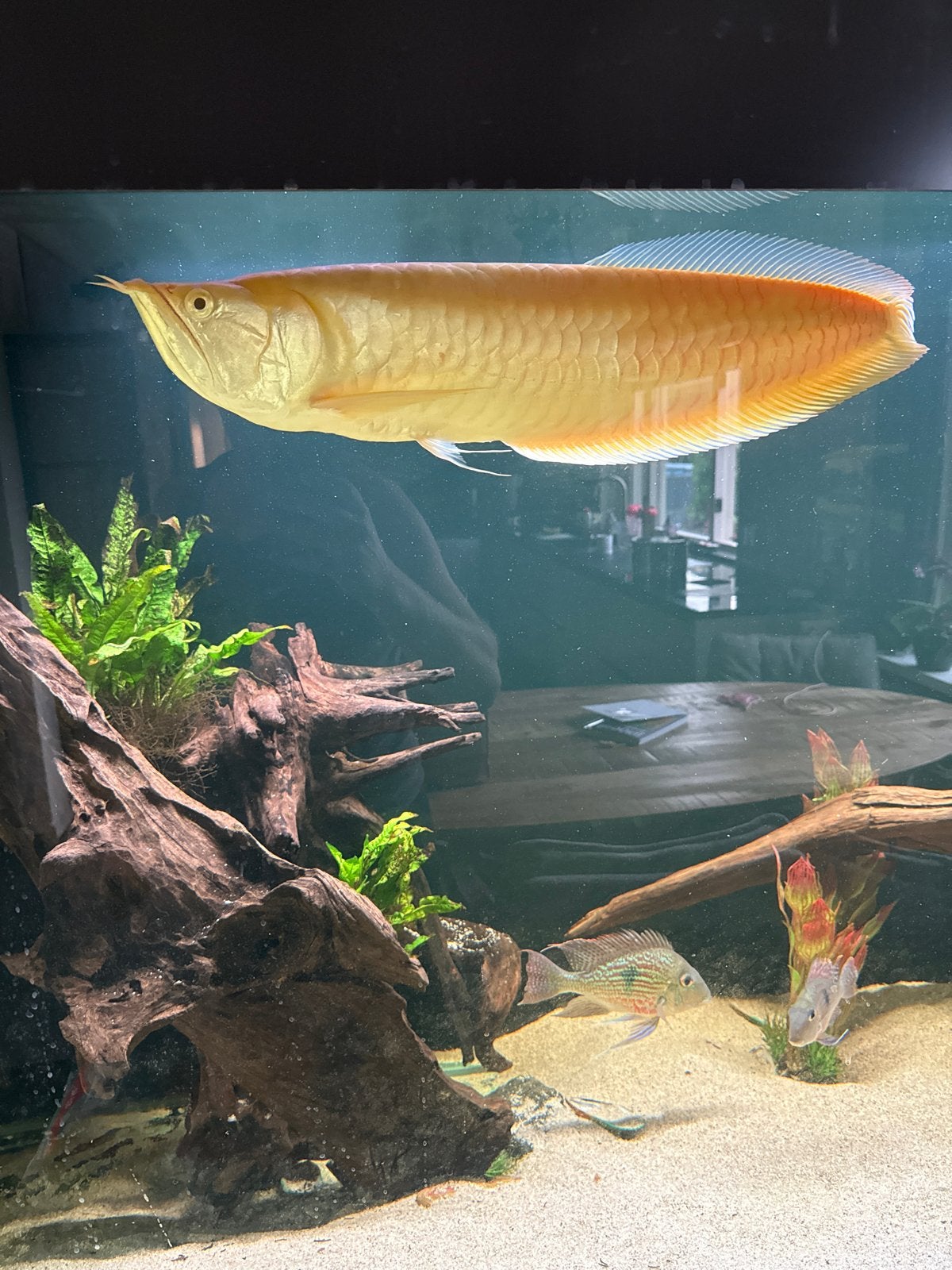 Lutino zilver arowana 65 cm, Dieren en Toebehoren, Vis