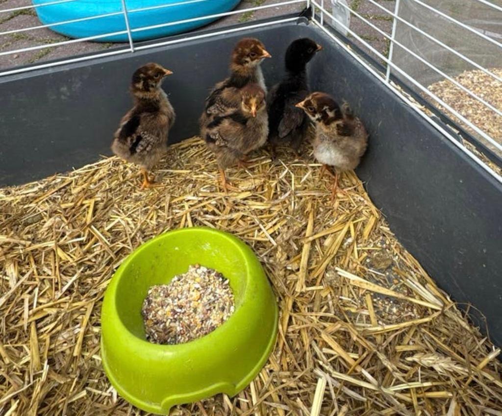 Barnevelder kuikens, Dieren en Toebehoren