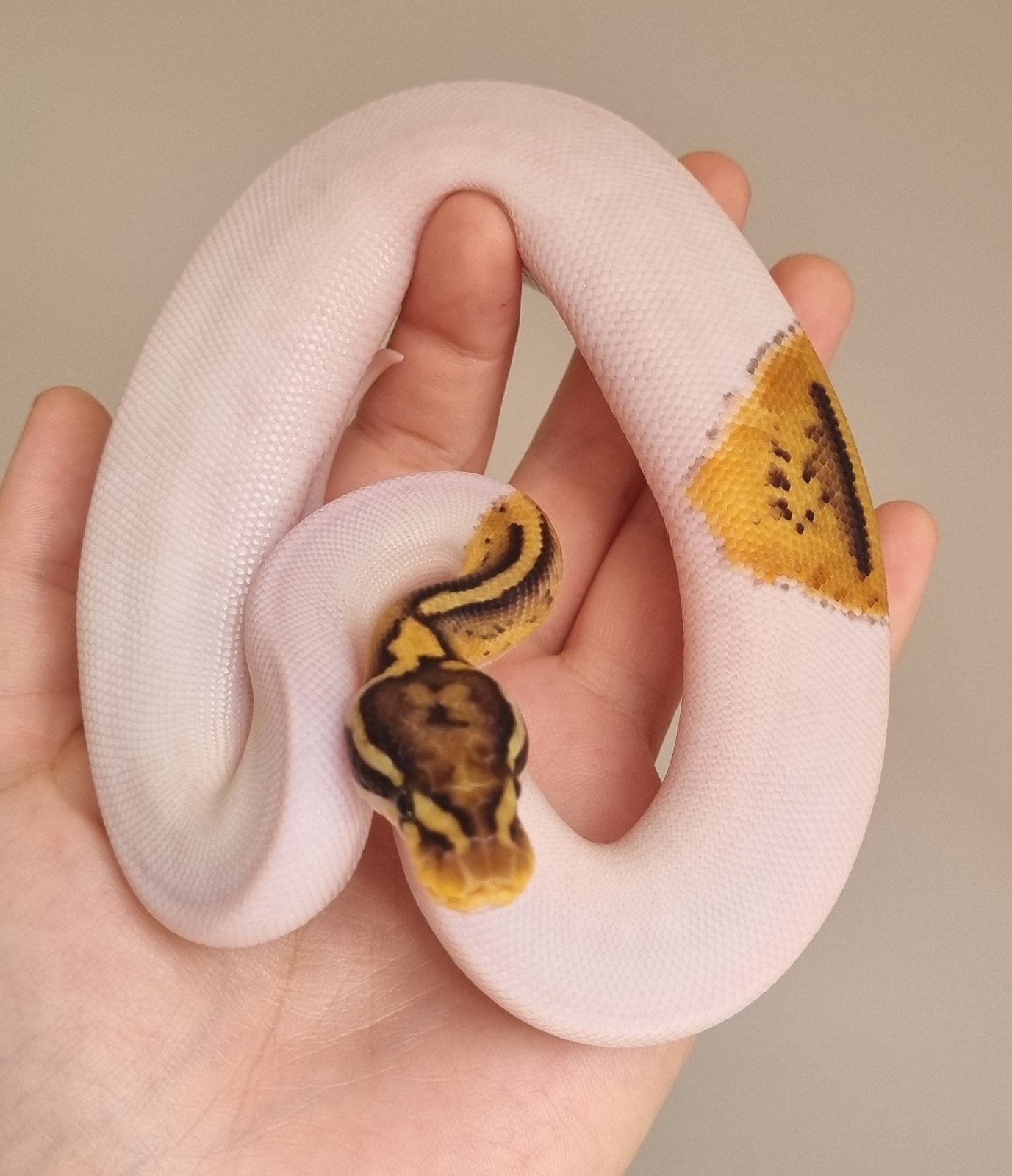 0.1 enchi special pastel piebald koningspython Ball Python photo 4