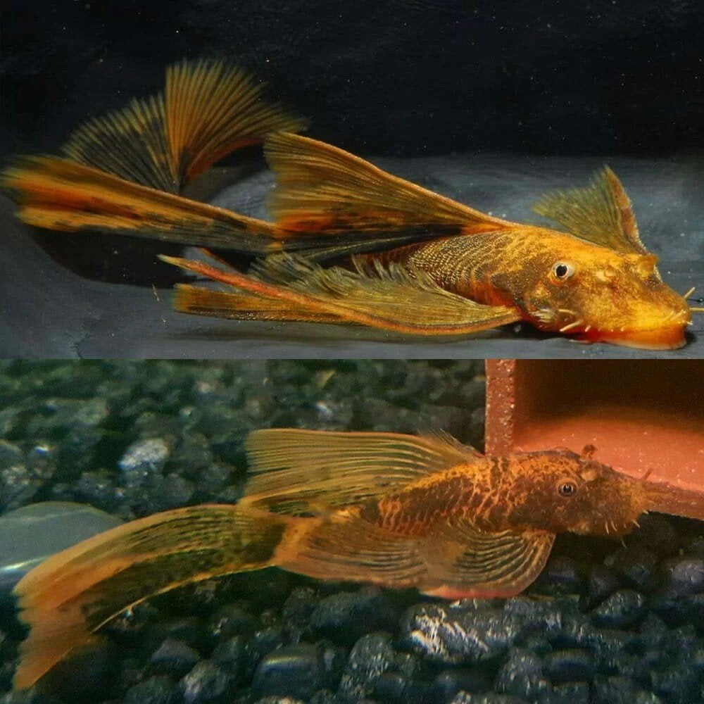 LDA16 Longfin ancistrus pleco / algeneter, Vis, Zoetwatervis