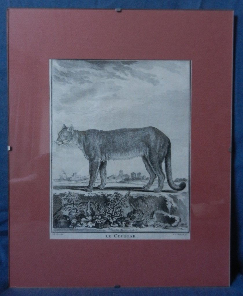 Gravure LE COUGAR (Poema) CF Fritsch / Buffon 1777 18,5x14,9, Antiek en Kunst, Kunst | Etsen en Gravures, 19 cm, Ophalen of Verzenden