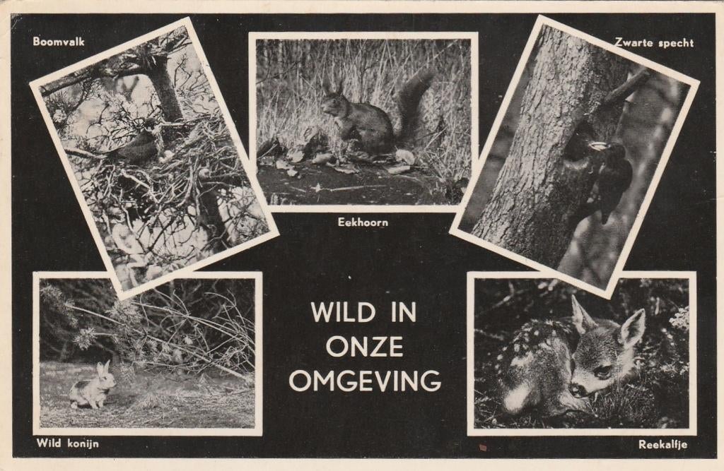 OTTERLO Wild Uitg. De Vrije Werelt Arnhemseweg, Verzenden, 1960 tot 1980, Gelopen, Gelderland