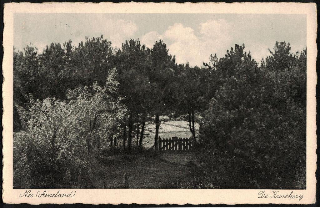 Nes Ameland, De Kweekerij. 1939., Verzamelen, Ophalen of Verzenden, 1920 tot 1940, Gelopen, Waddeneilanden