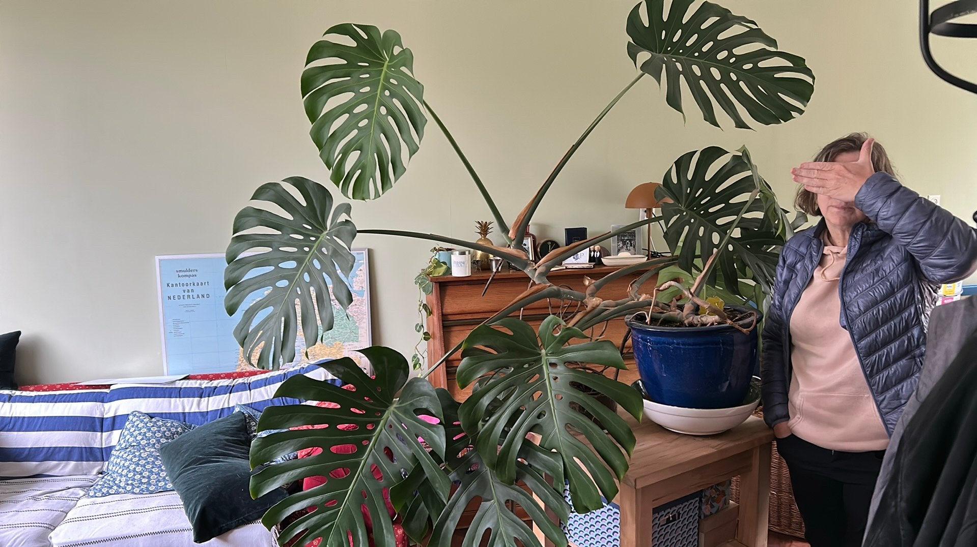 Grote Monstera deliciosa (exclusief pot), Ophalen, Halfschaduw, 200 cm of meer