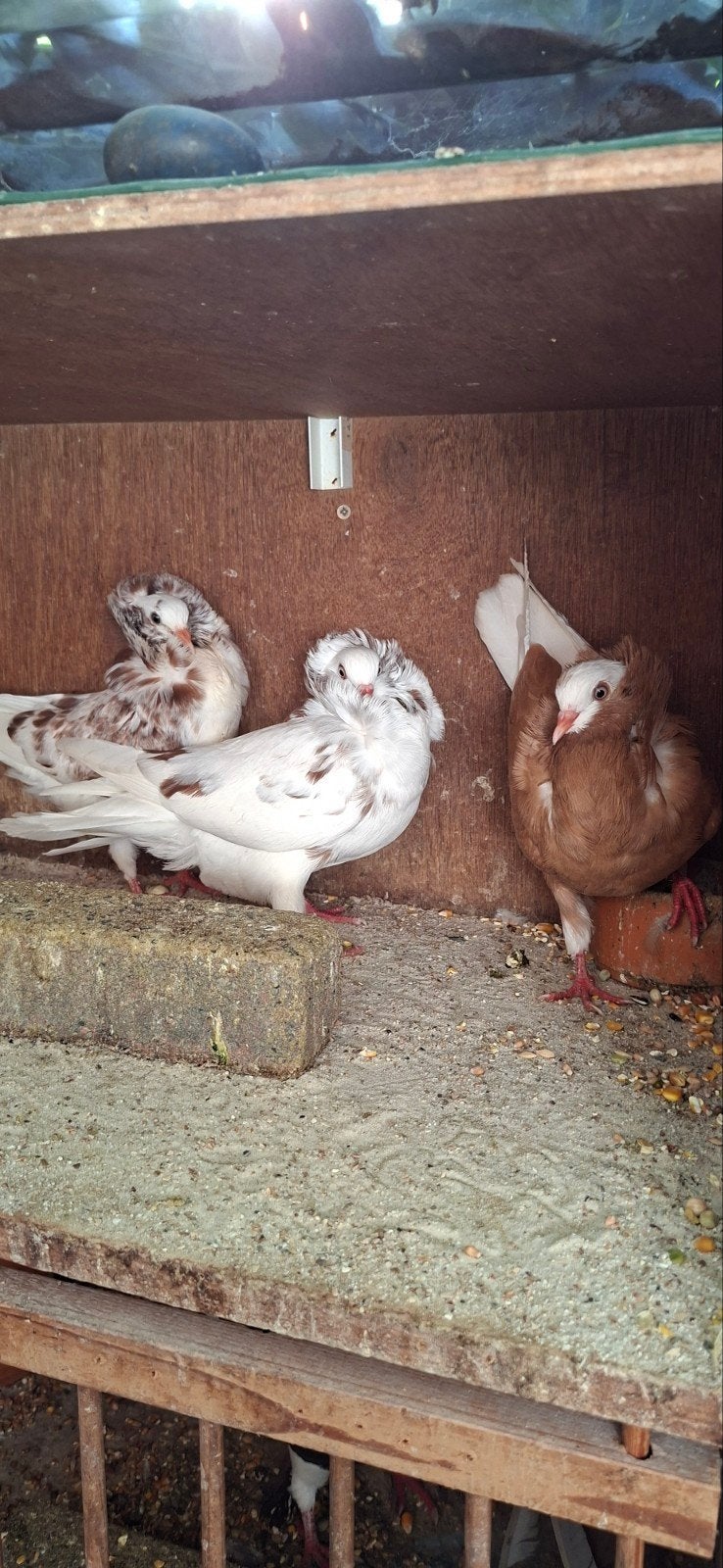 te koop sierduiven Oudhollands kapucijnen duiven, Dieren en Toebehoren, Meerdere dieren, Overige soorten