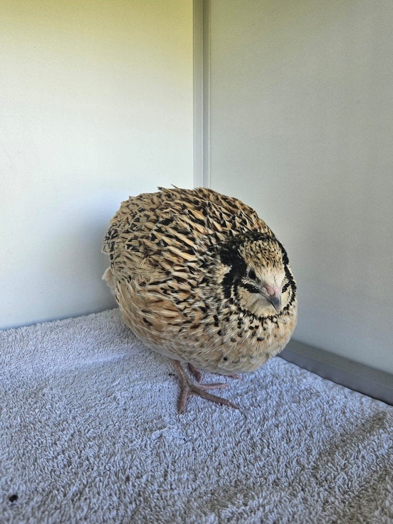 Japanse kwartels zoeken een huisje (hennen), Dieren en Toebehoren, Pluimvee, Vrouwelijk, Overige soorten