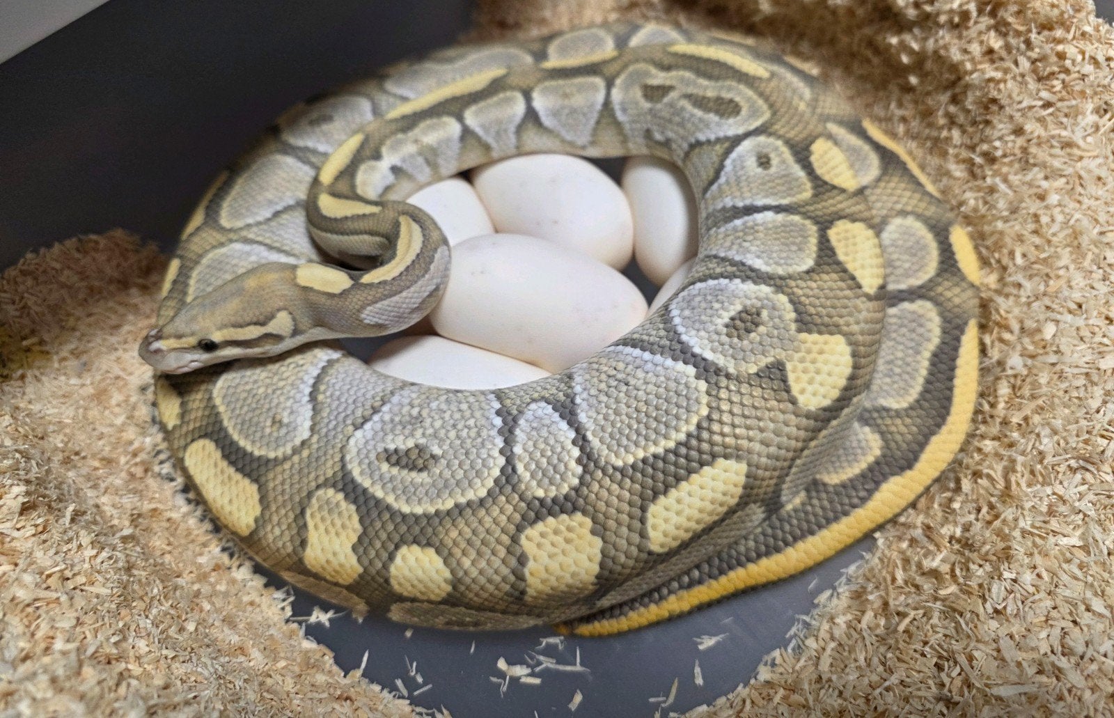 Butter Fire Hypo️♀️ Python regius/koningspython