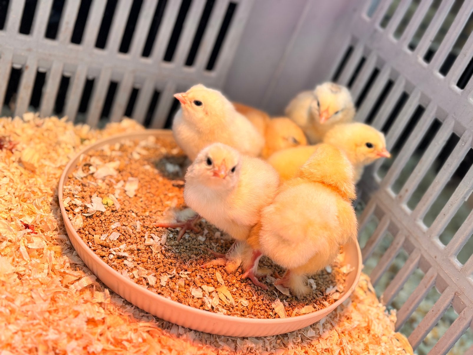 6 brahma 1dag oud kuikens, Dieren en Toebehoren, Geslacht onbekend, Kip