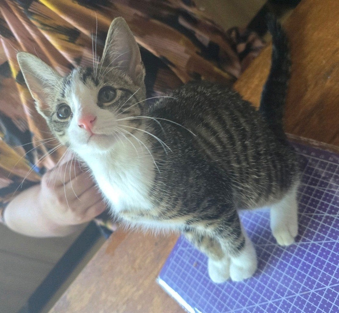 Kitten zoekt een nieuw huisje, Meerdere dieren, Kortharig, 0 tot 2 jaar