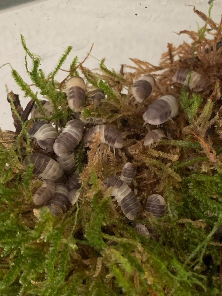Terrarium met 100+ Cubaris Panda King isopods, Dieren en Toebehoren, Overige soorten