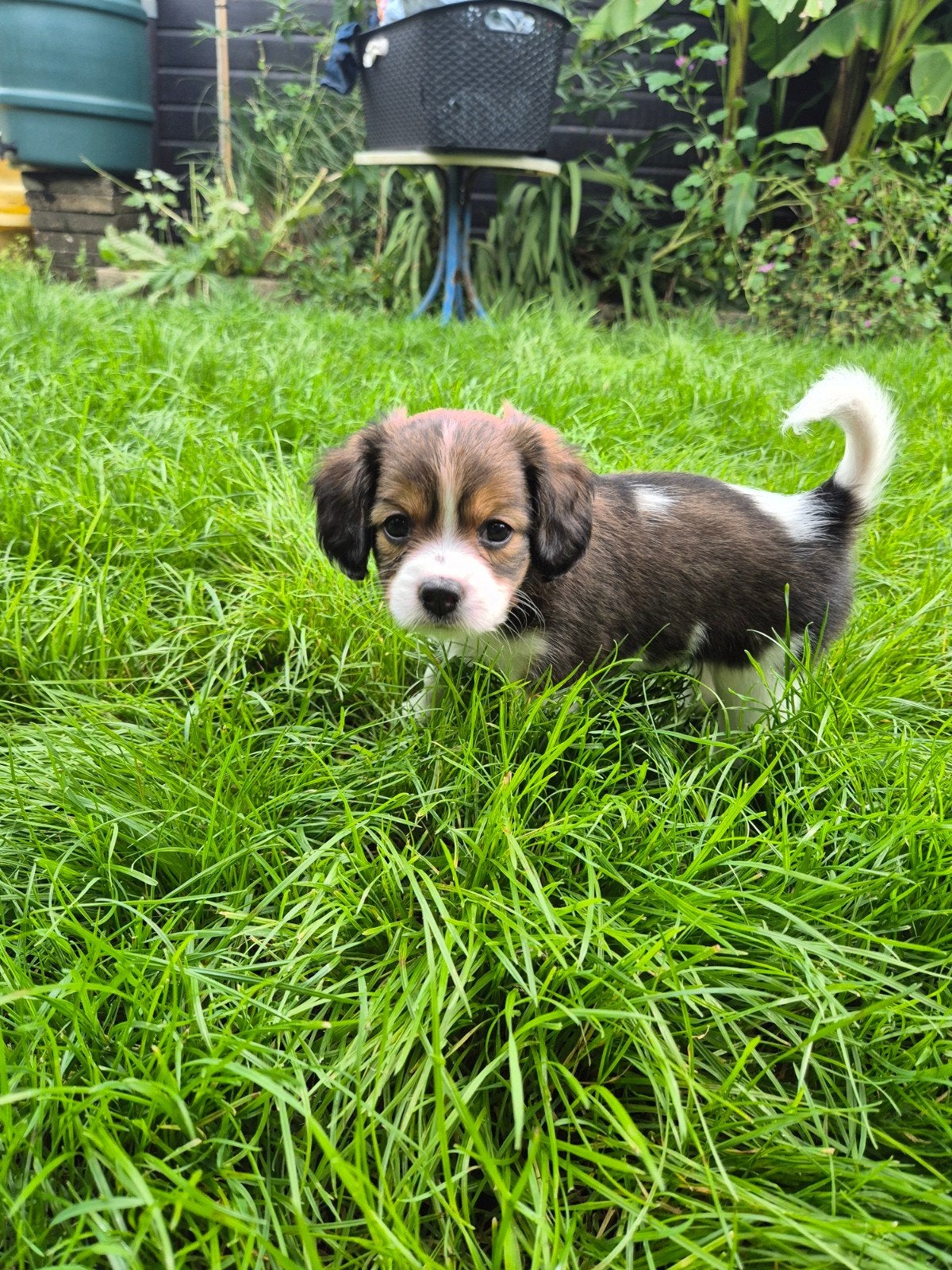 king charles x kooiker, 8 tot 15 weken, Teef, Meerdere, Nederland