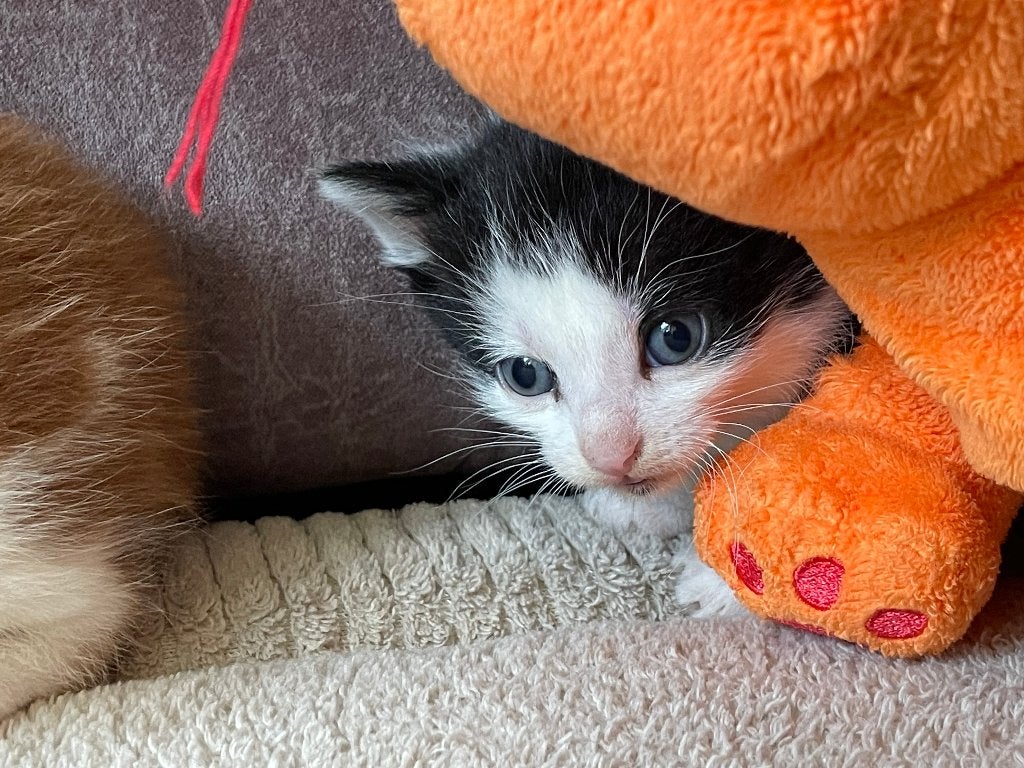 6 Superlieve Kittens jonge poesjes, Kater, Kortharig, 0 tot 2 jaar