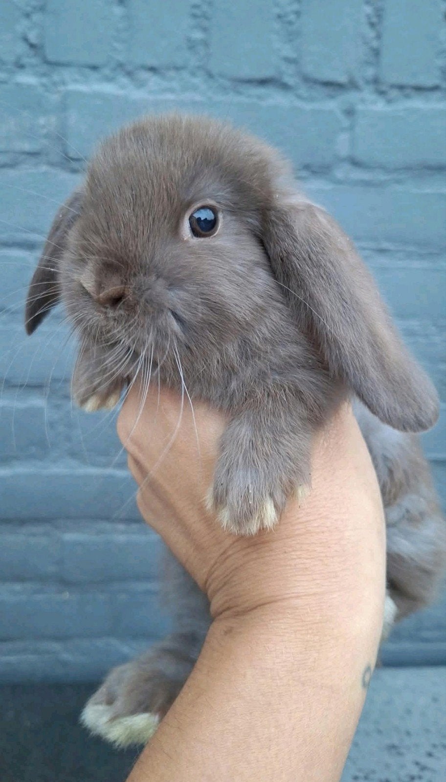 dwerg hangoor konijntjes, Dieren en Toebehoren, Meerdere dieren, Dwerg, Hangoor
