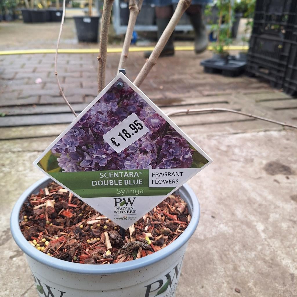 Mooie syringa, Tuin en Terras, Planten | Tuinplanten, Volle zon, Vaste plant, Lente, Ophalen