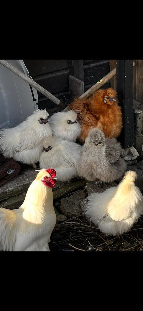 Zijdehoen, Dieren en Toebehoren, Pluimvee, Mannelijk, Kip