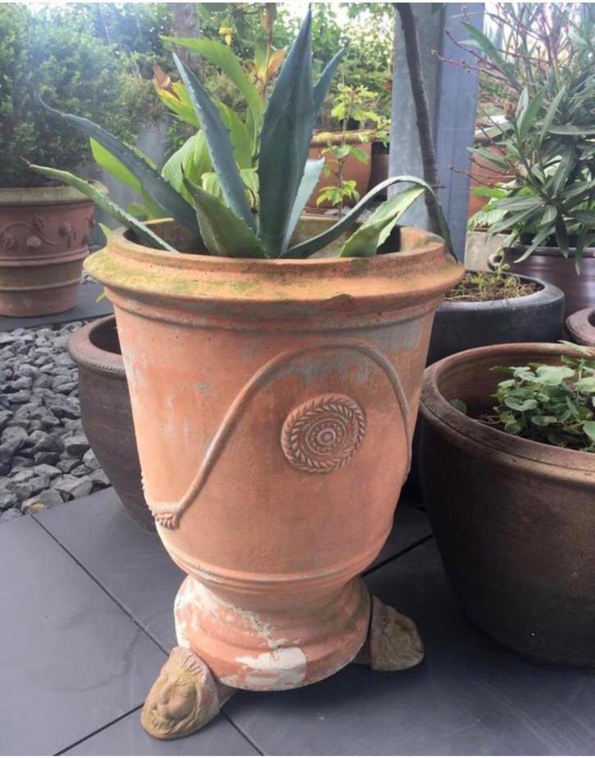 Grote Bio Nederlandse blauw Agave  zonplanten winterhard️, Tuin en Terras, Planten | Tuinplanten, Volle zon, Vaste plant, Zomer