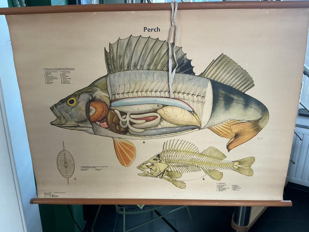 Schoolplaten, schoolkaarten acht stuks ! Vintage, Antiek en Kunst, Ophalen, Aardrijkskunde