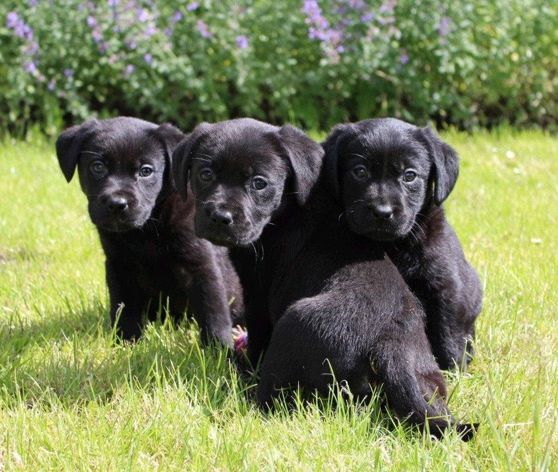 Geen verkoop en contact op Zondag, Dieren en Toebehoren, Honden | Retrievers, Spaniëls en Waterhonden, Parvo, 8 tot 15 weken, Labrador retriever