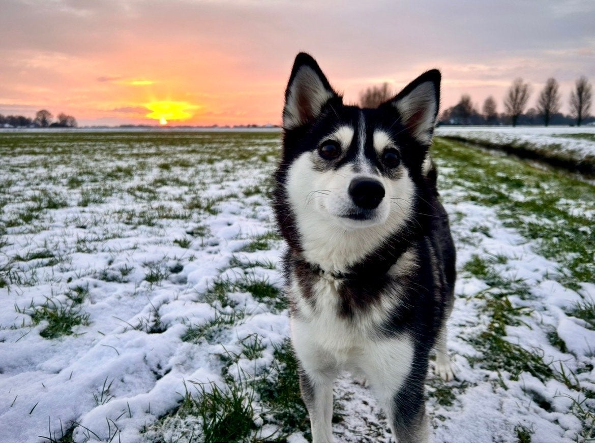 Verwacht puppy’s  van Luna en Snowy, Dieren en Toebehoren, Teef, Meerdere, Middel, Nederland