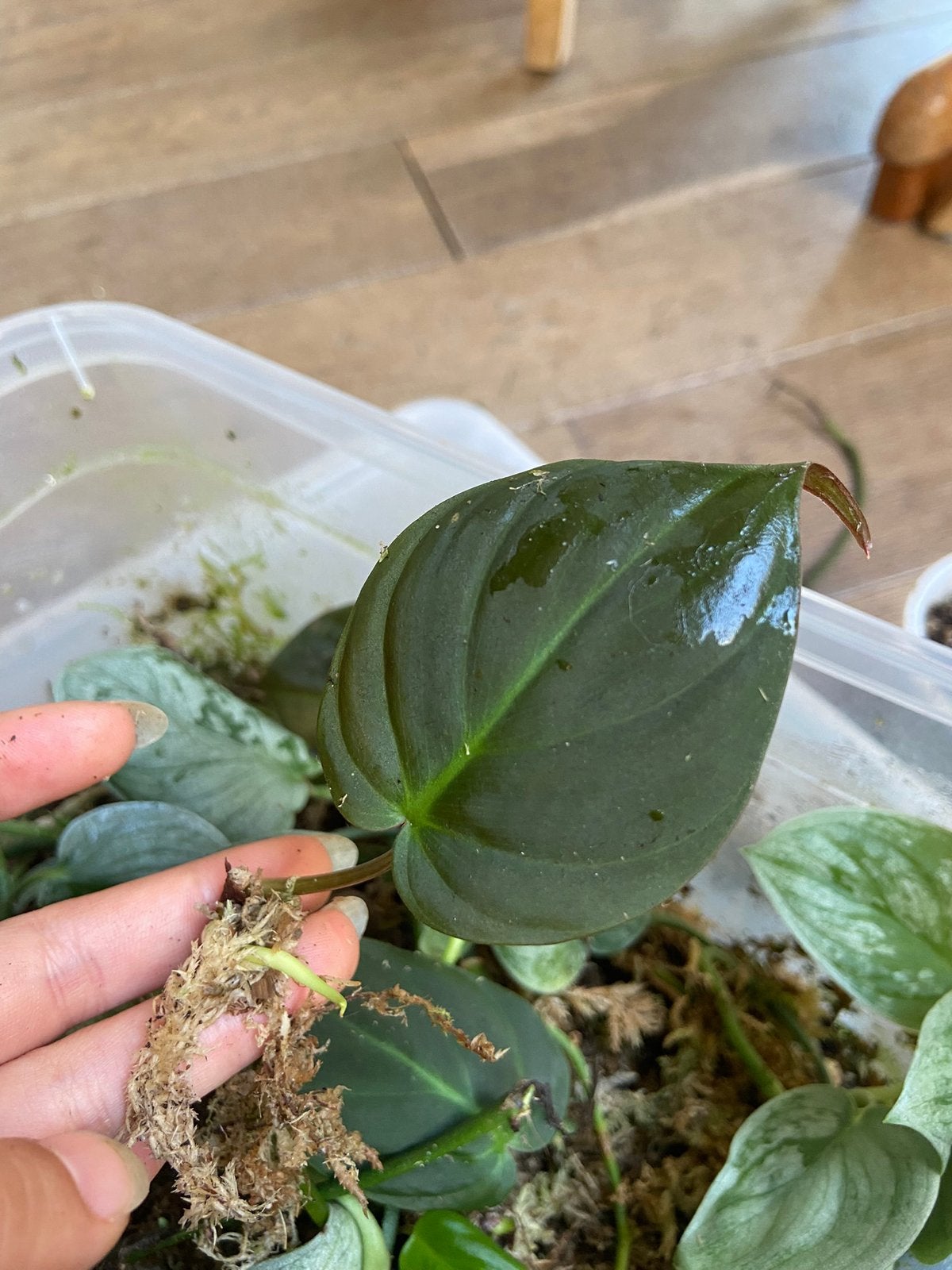 Philodendron micans gewortelde stek, Ophalen of Verzenden, Halfschaduw, Minder dan 100 cm