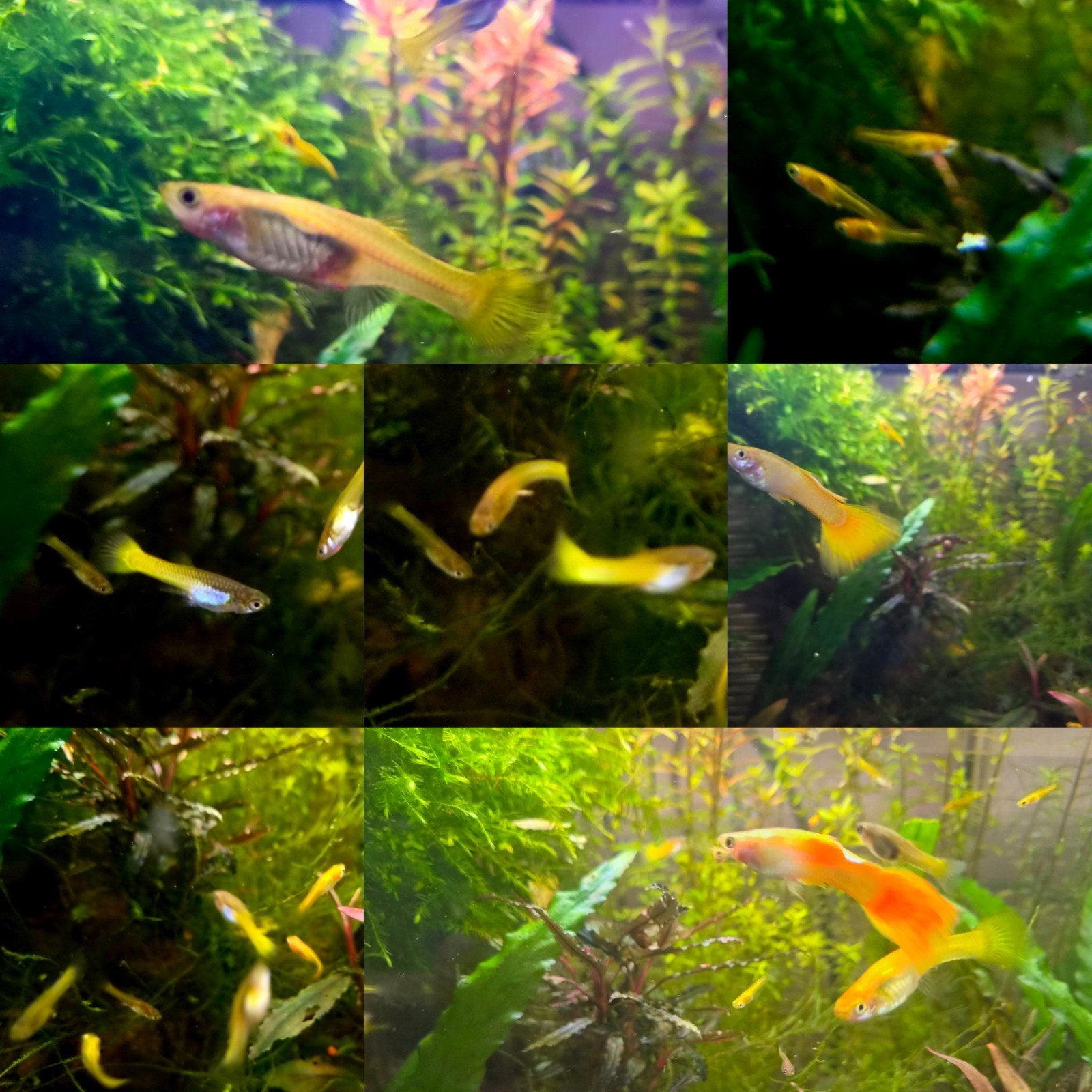 Poecilia Reticulata - Yellow Guppy Cobra Koi - aquarium, Dieren en Toebehoren, Vissen | Aquariumvissen, Vis, Zoetwatervis