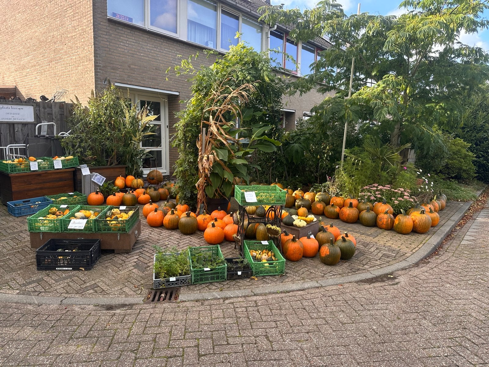 Verse Pompoenen en Kalebassen - Decoratie & Eetbaar, Tuin en Terras, Ophalen, Volle zon, Groenteplanten, Eenjarig