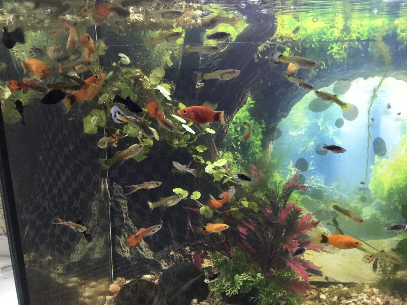 Guppy’s, groot en klein, allerlei kleuren., Vis
