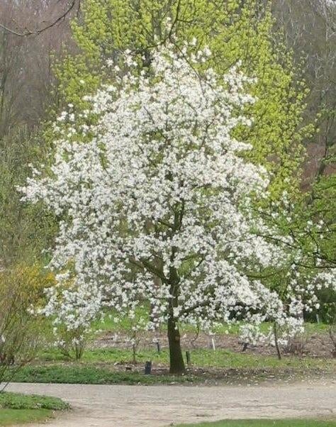 Magnolia kobus, Ophalen of Verzenden, Lente, Volle zon, Overige soorten
