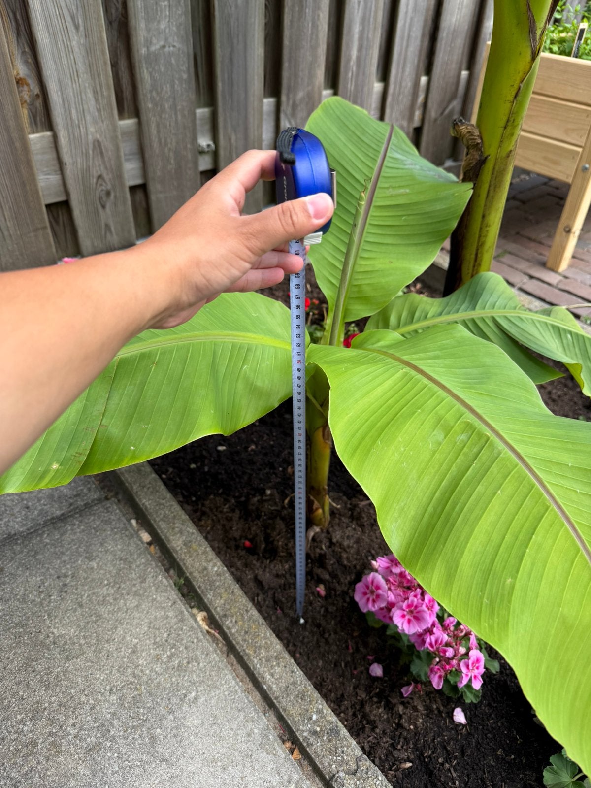 Musa basjoo bananenplant, Ophalen, Minder dan 100 cm, Overige soorten, Zomer