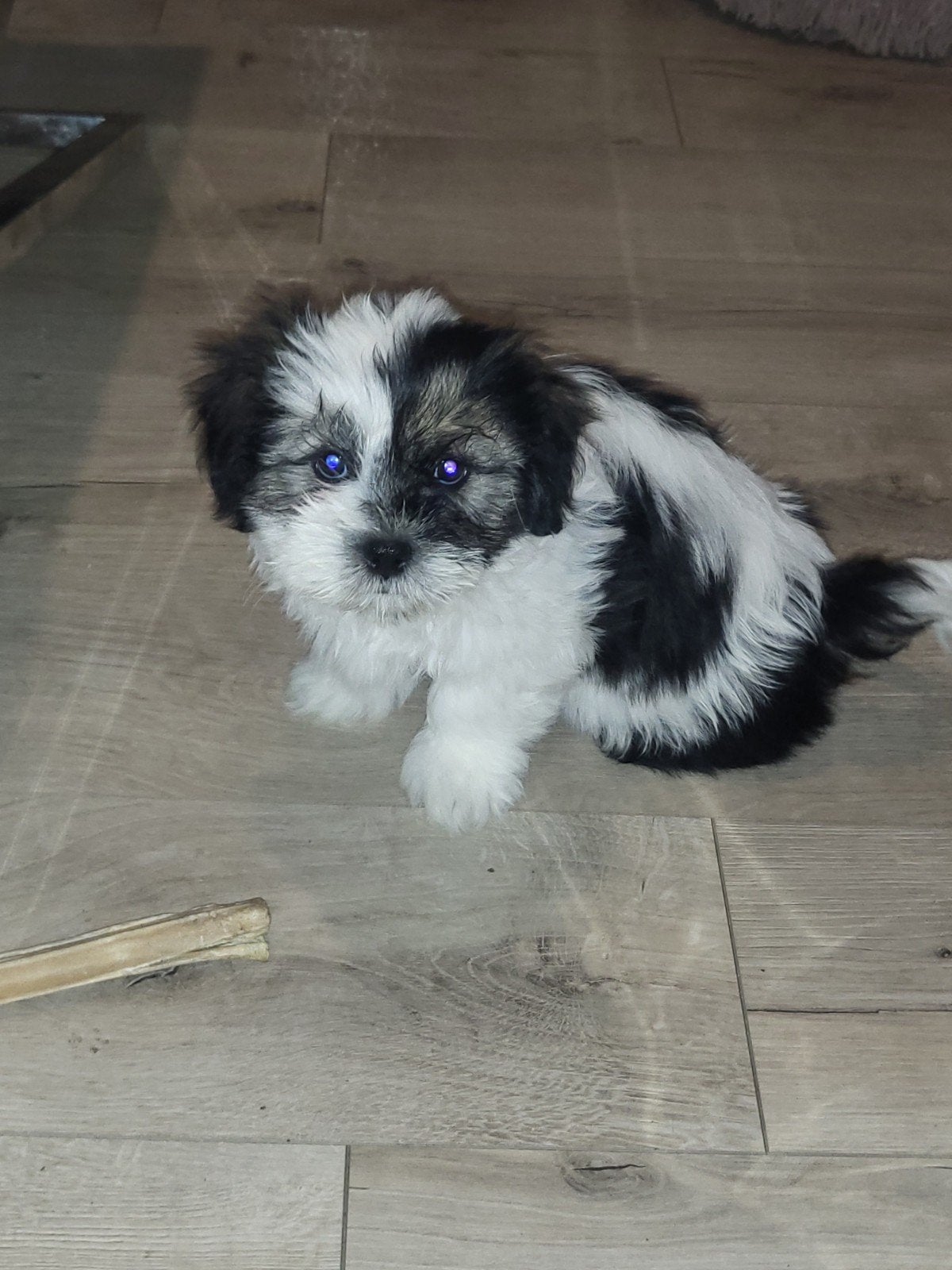Boomer shih tzu - maltezer, 8 tot 15 weken, Eén hond, Nederland, Particulier