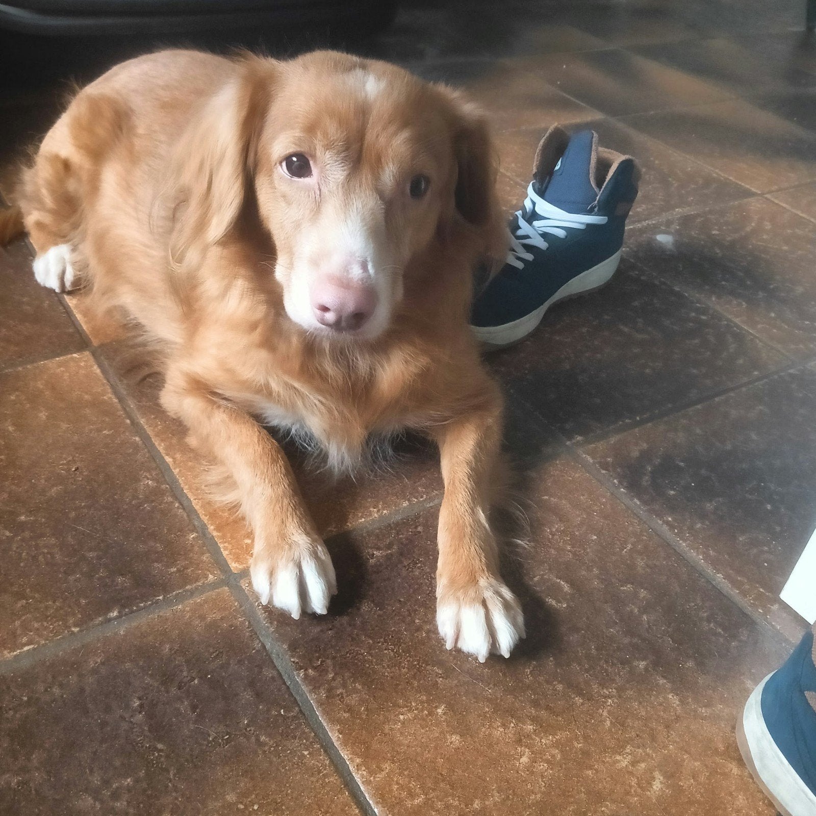 ter adoptie Nikki (toller), België, Particulier, Overige rassen, Teef