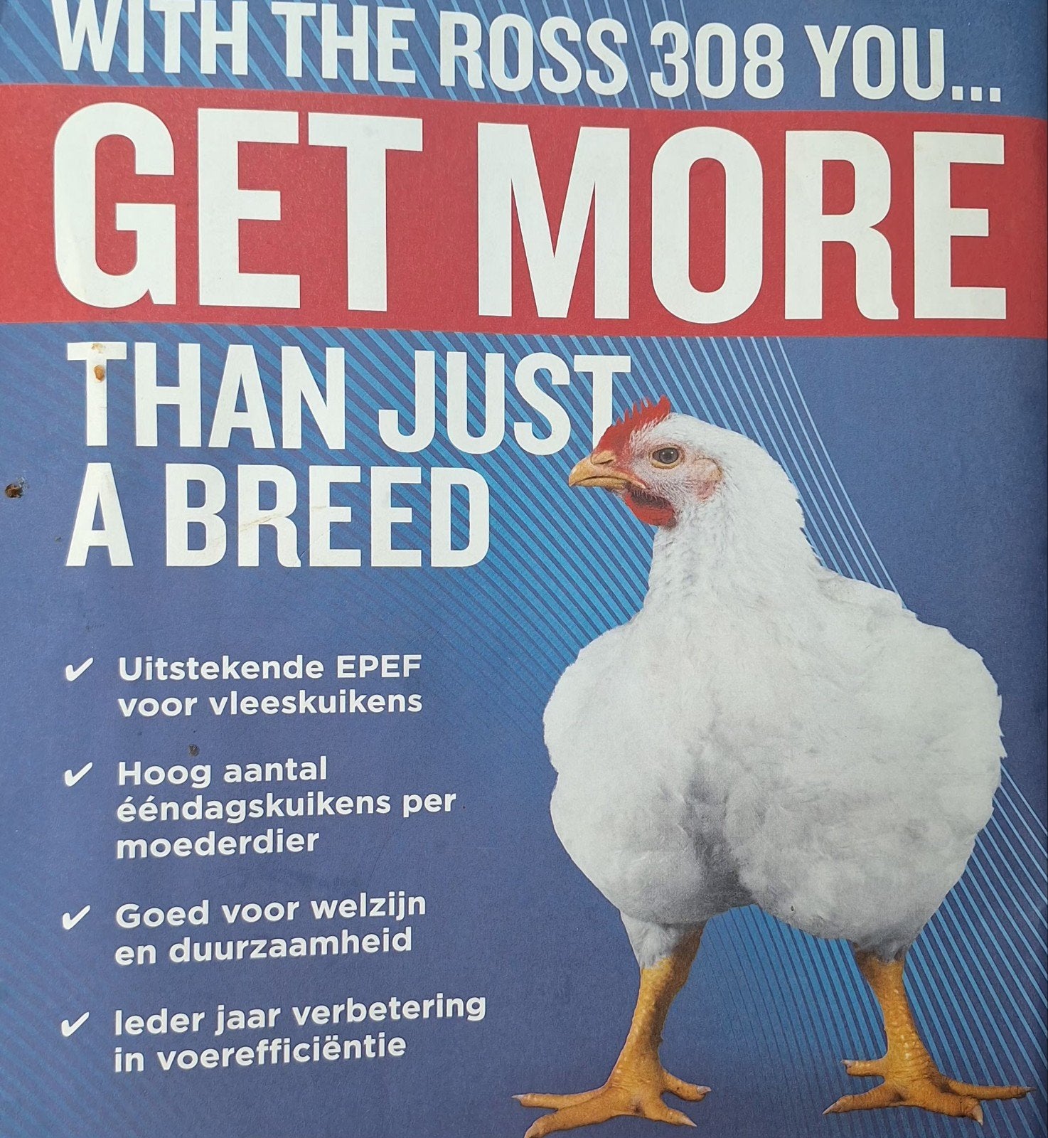 Vleeskip broedeieren., Dieren en Toebehoren, Pluimvee, Geslacht onbekend, Kip