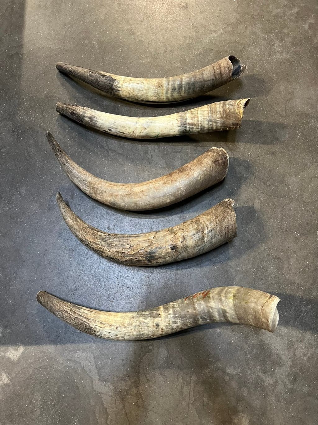 Gewei, hoorns ruwe hoorns longhorn 50 tot 60 cm, Ophalen of Verzenden, Zo goed als nieuw, Opgezet dier