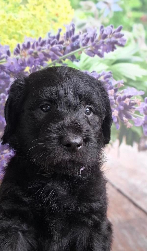 Labradoodle pupjes, medium maat. Super gezond❤️, Parvo, Overige rassen, 8 tot 15 weken, Meerdere
