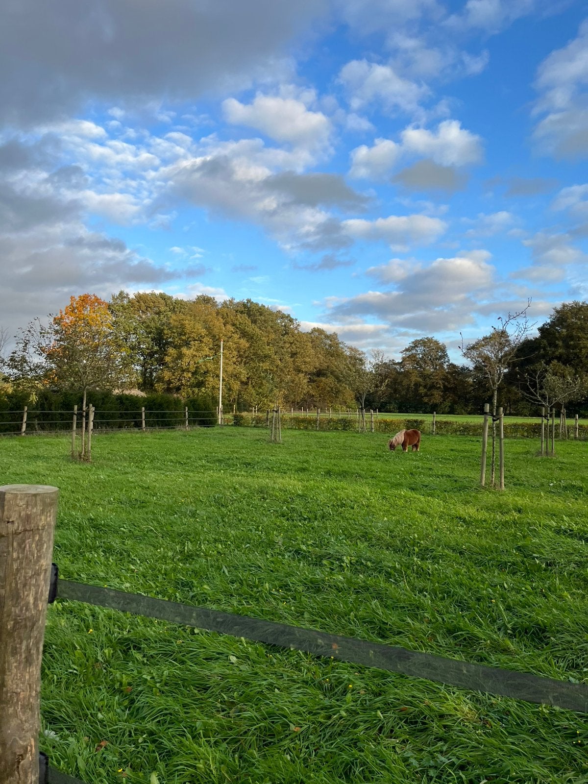 Pensioen plekje aangeboden voor een pony / maatje gezocht, 1 paard of pony