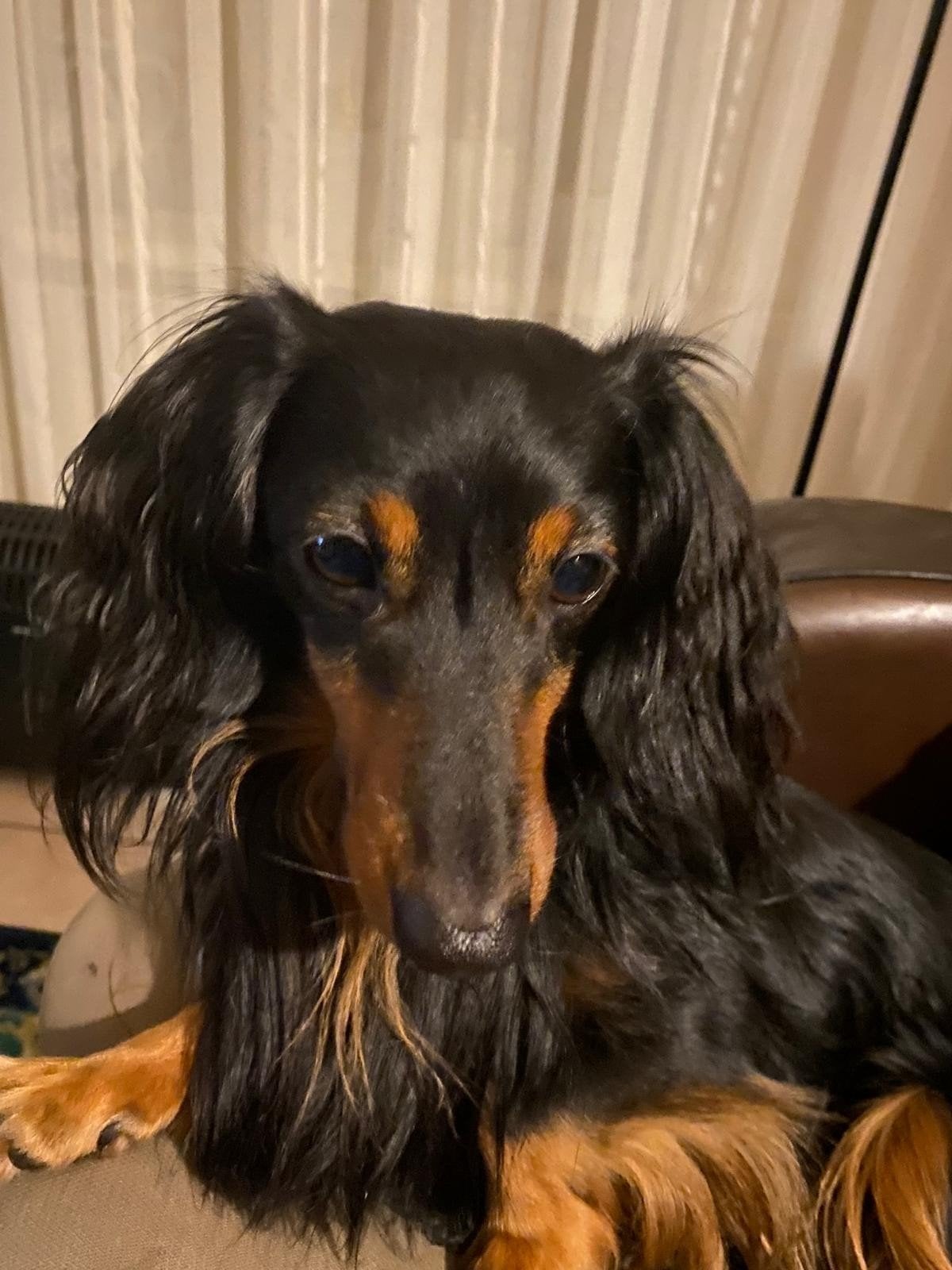 Langharige dwergteckel kleur Black and Tan met stamboom, 6 jaar of ouder, Reu, CDV (hondenziekte), Langhaar