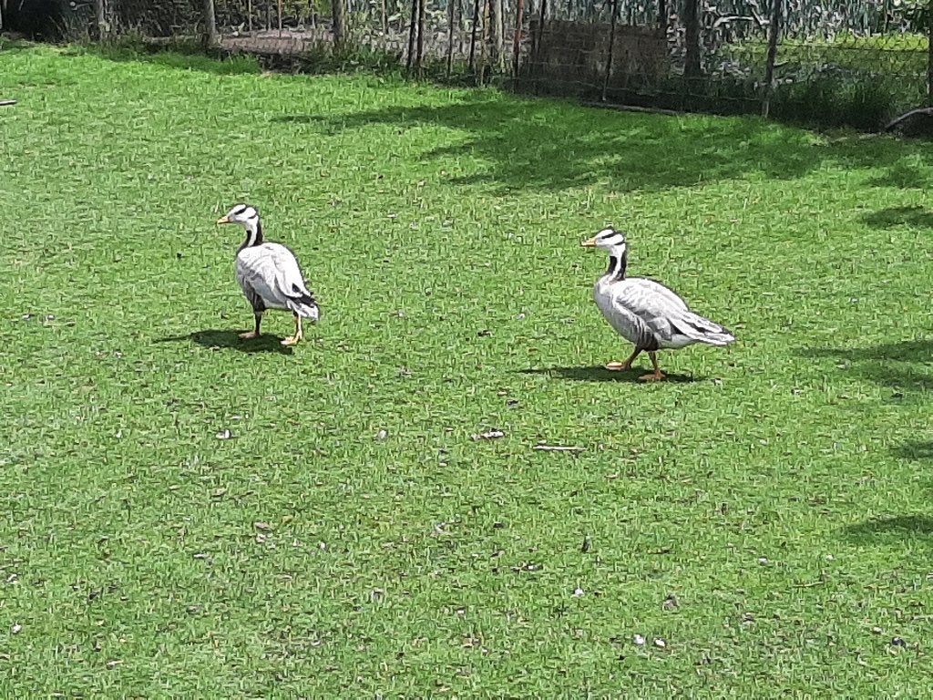 Te koop streep kop ganzen, Dieren en Toebehoren, Pluimvee, Gans of Zwaan, Meerdere dieren