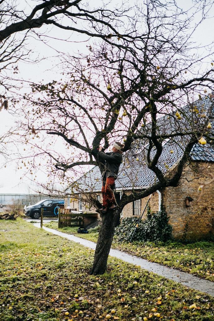 Snoeien fruitbomen | Leifruit | Voedselbos | Noord-Nederland, Ophalen, 250 tot 400 cm, Kersenboom, Lente