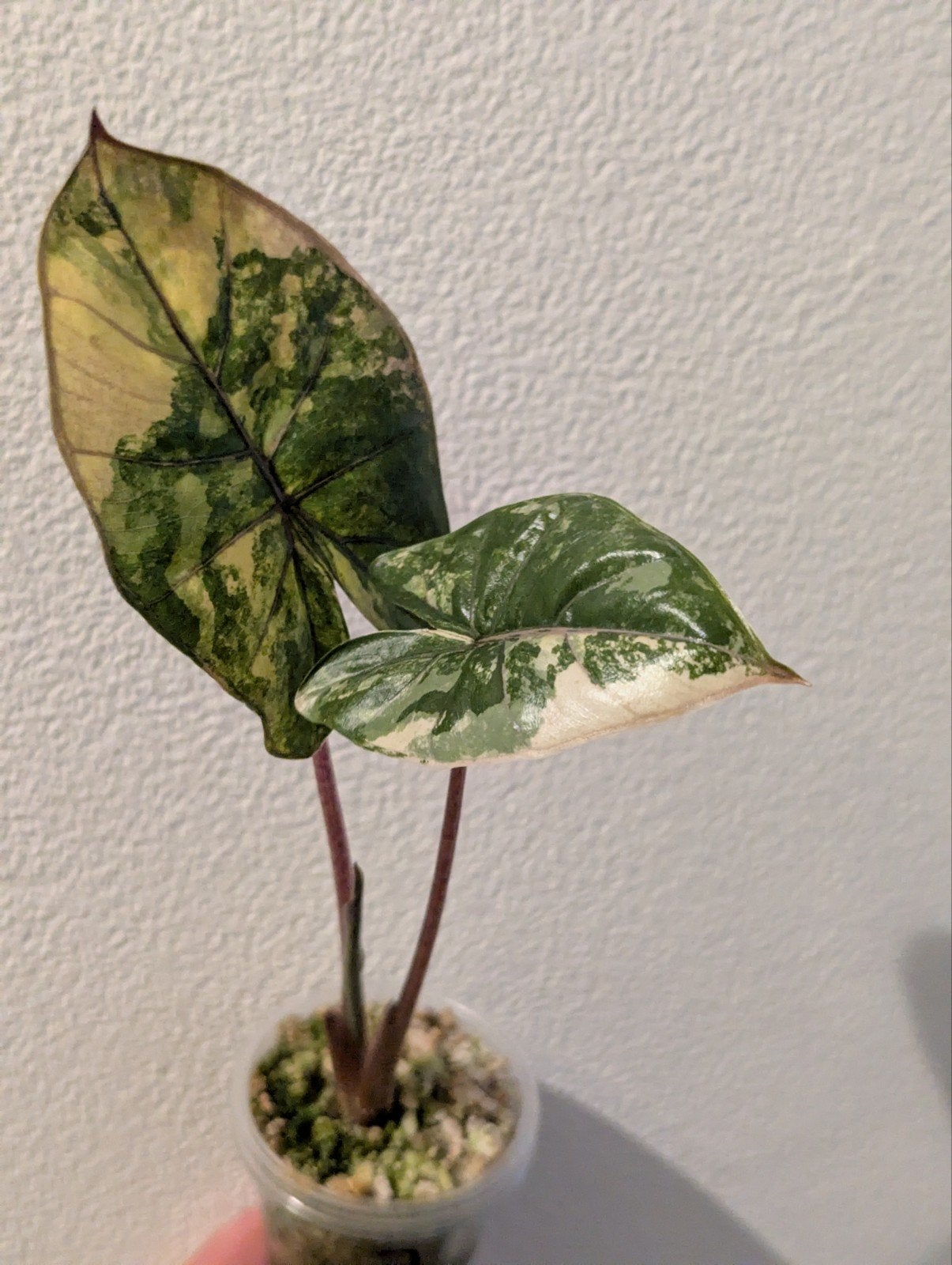 Alocasia Yucatan Aurea Variegata, Ophalen, Overige soorten, Halfschaduw, Minder dan 100 cm