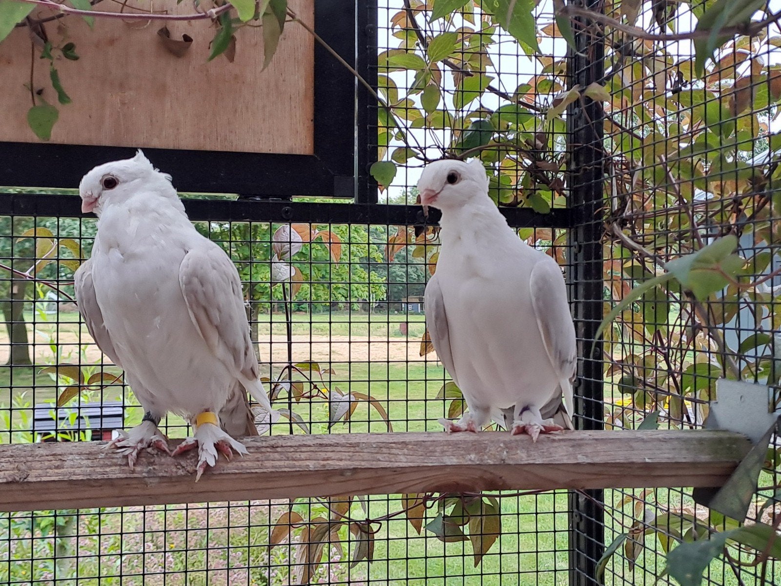 Oud oosterse meeuwtjes Oudoosterse meeuwen jonge sierduiven, Dieren en Toebehoren, Vogels | Duiven