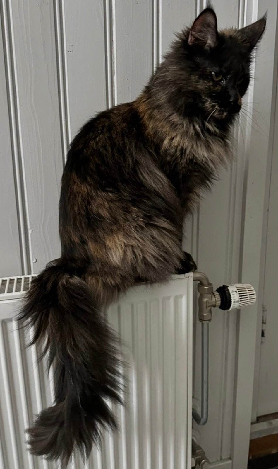 Herplaatsing Maincoons, Poes, Met stamboom, 3 tot 5 jaar