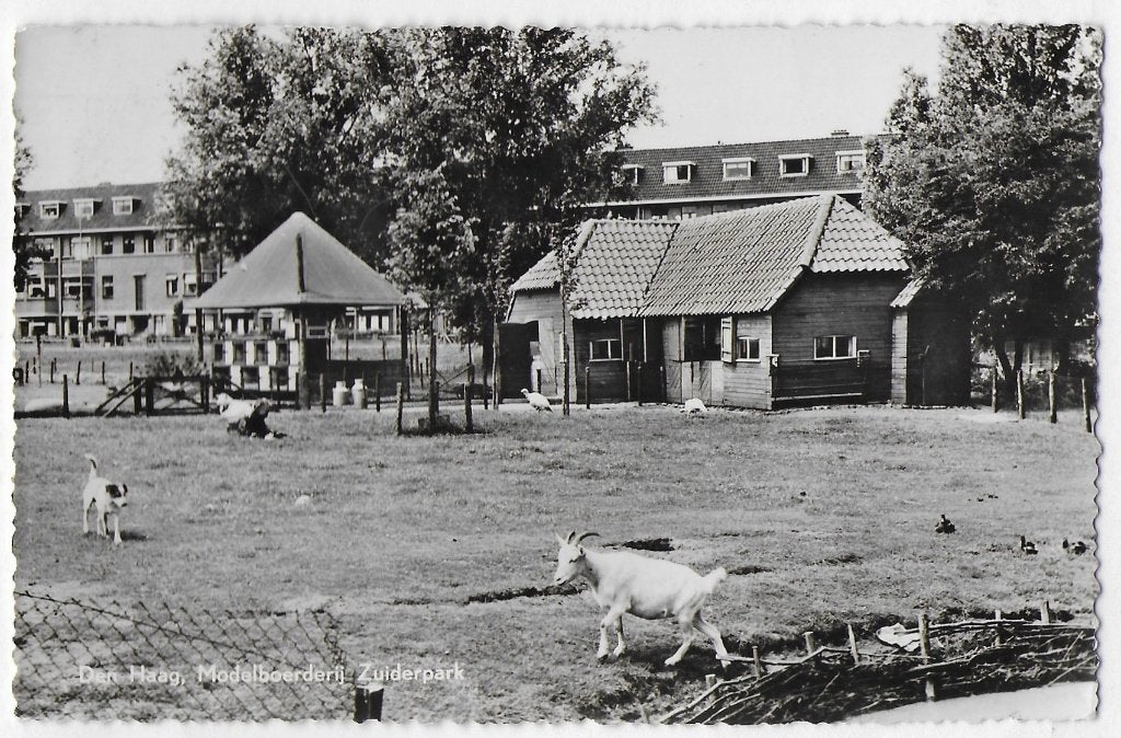 Den Haag Modelboerderij Oude gelopen Ansichtkaart ( B3044 ), Ophalen of Verzenden, 1960 tot 1980, Gelopen, Zuid-Holland