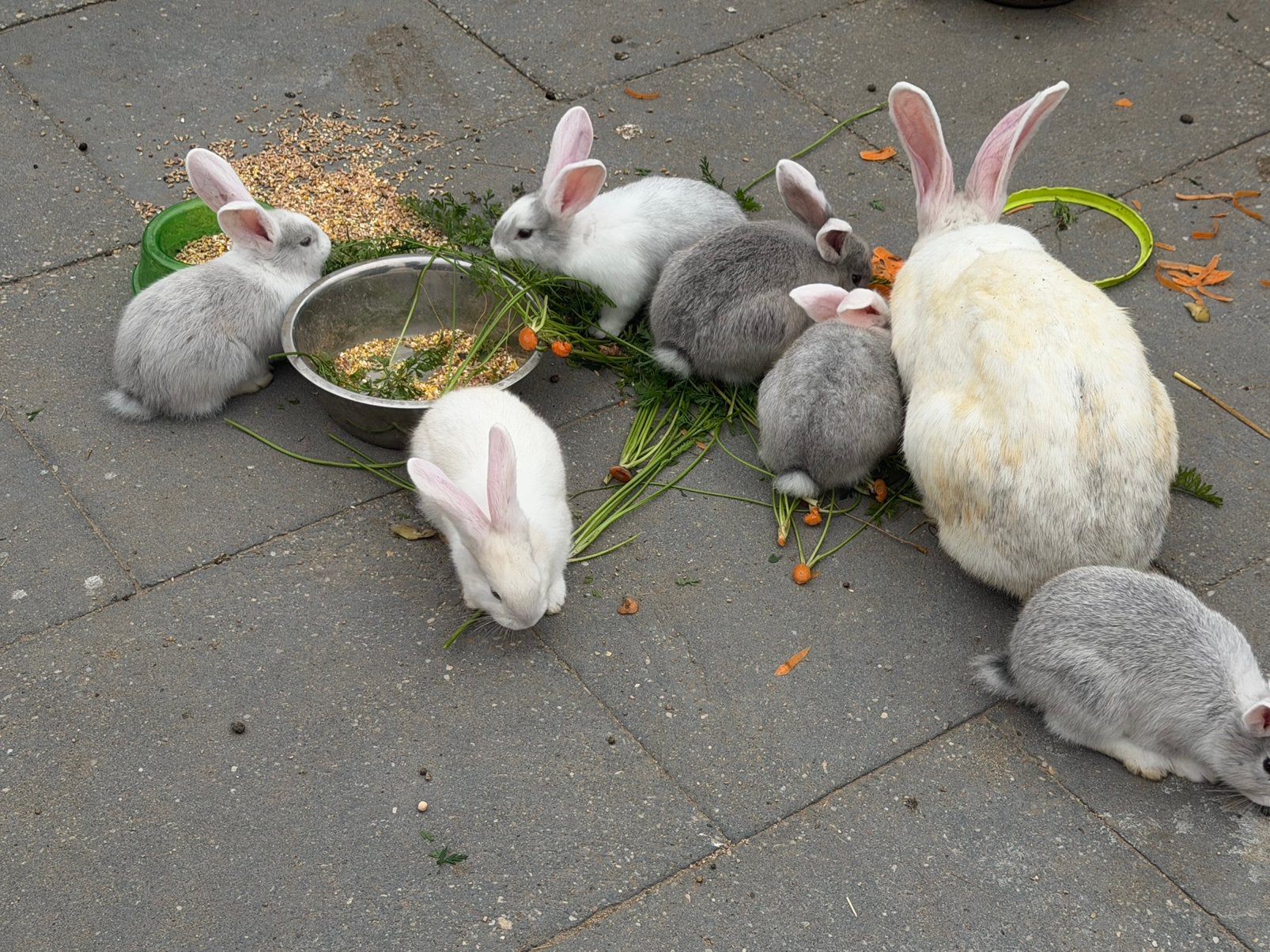Duitse reuzen rammetjes mogen eind okt uitvliegen., Meerdere dieren, Tam