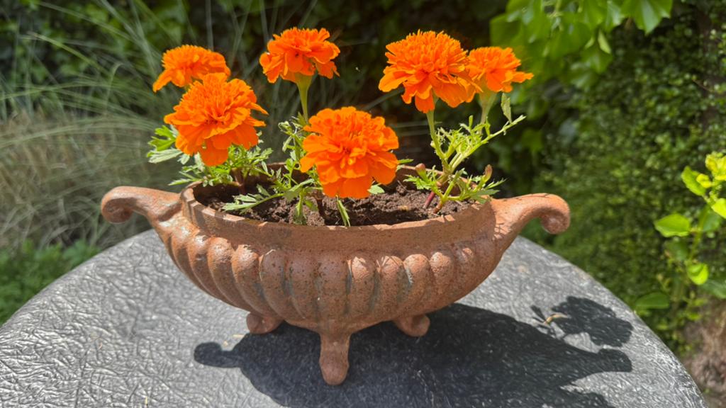 Plantenbakje ijzer, Ophalen, Minder dan 30 cm, Rond, Zo goed als nieuw