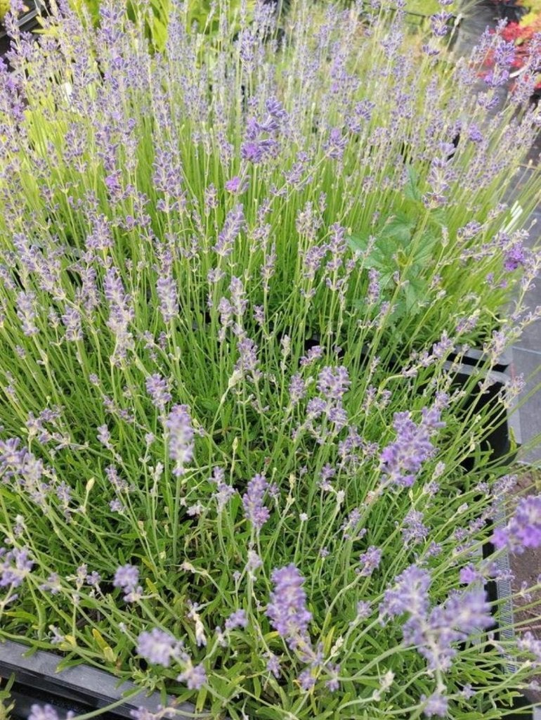 lavendel hidcote, munstead en edelweiss, Tuin en Terras, Volle zon, Vaste plant, Lente, Ophalen