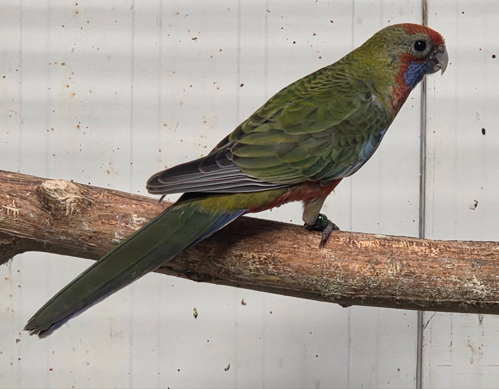 Adelaide rosella, Vrouwelijk, Parkiet