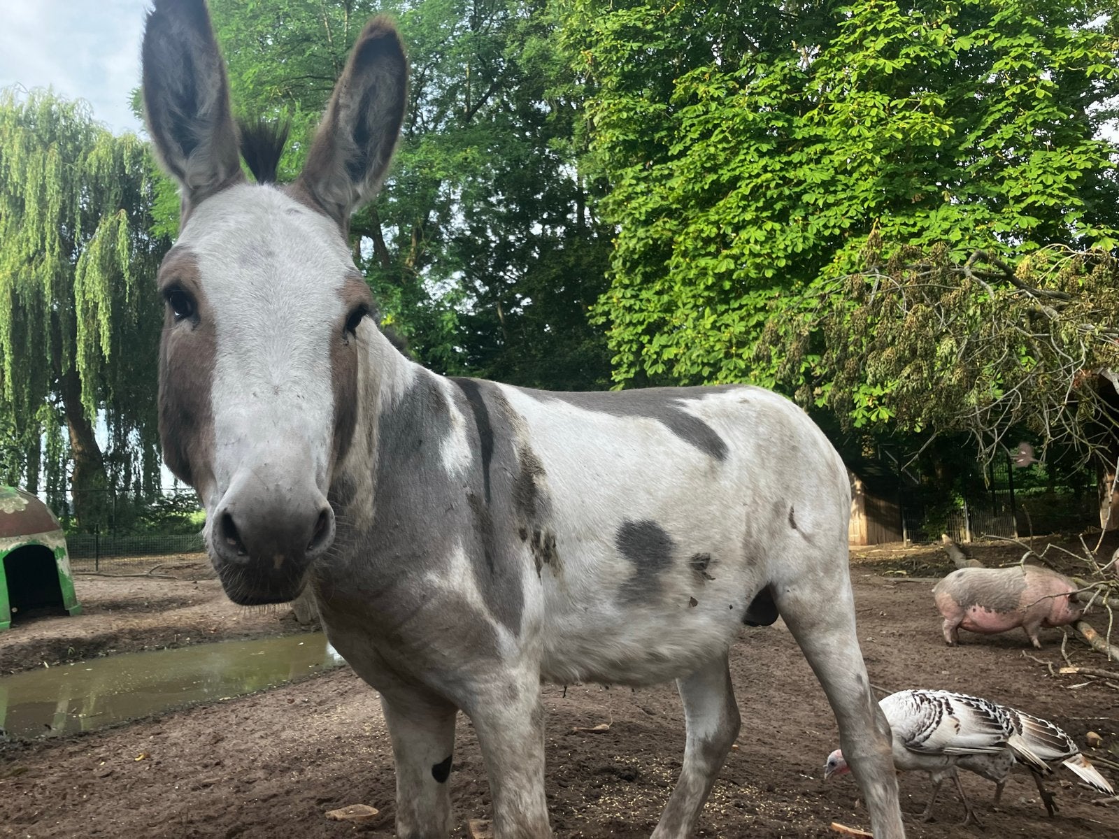 Bonte ezel dekhengst, Dieren en Toebehoren, Overige Dieren, Oktober, Mannelijk