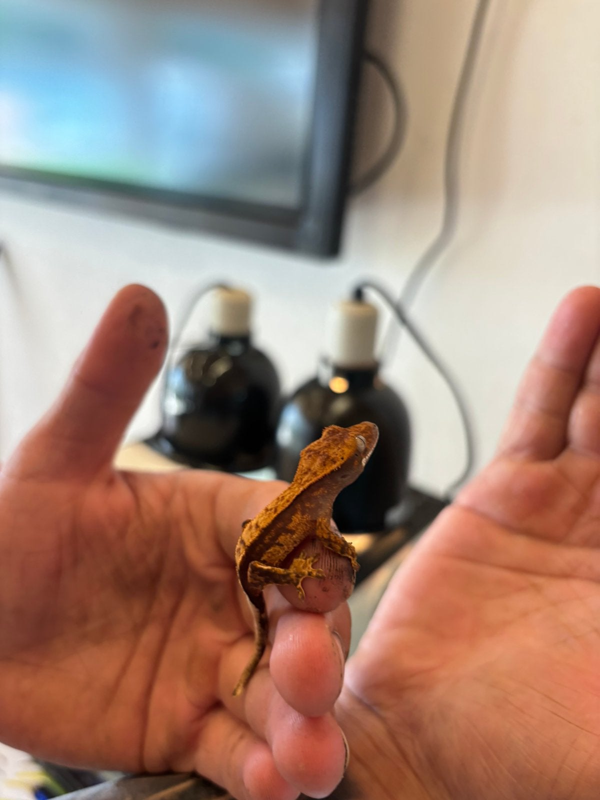 Jonge wimpergekko’s, Hagedis, 0 tot 2 jaar