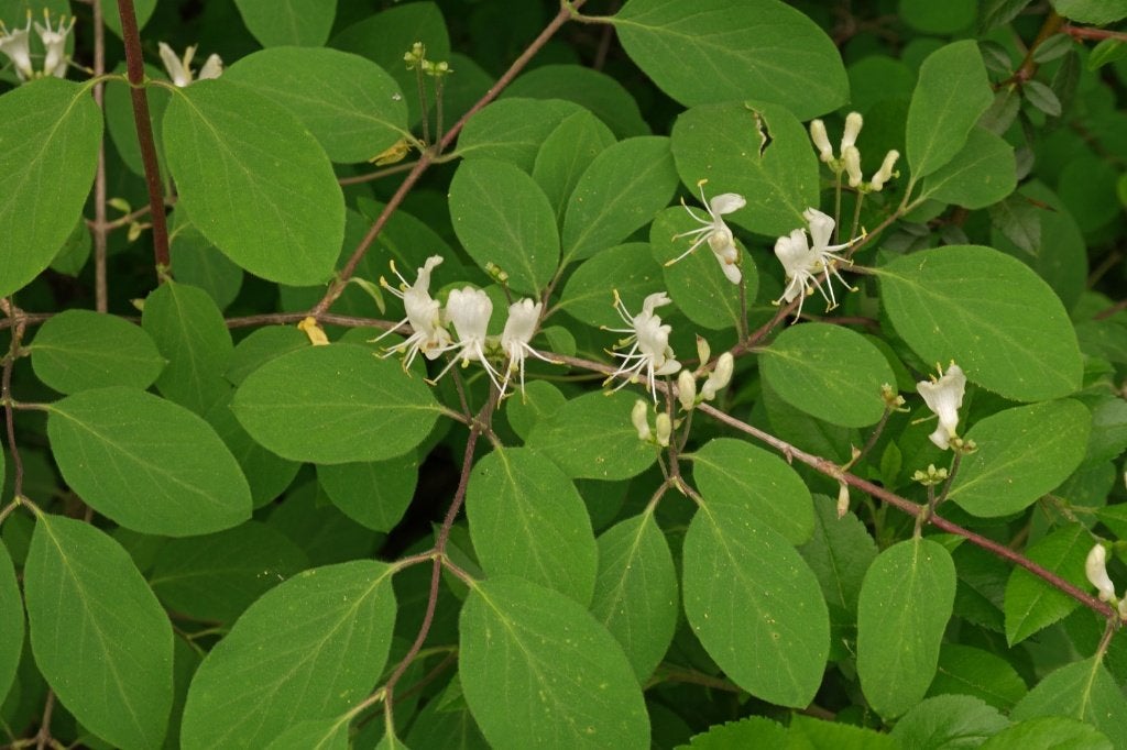 Lonicera xylosteum, Rode kamperfoelie, inheems, Ophalen of Verzenden, Overige soorten, Struik, Minder dan 100 cm